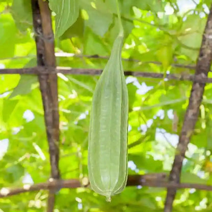 Ridge Gourd F1 Hybrid Dhari Tori Vegetable Seeds