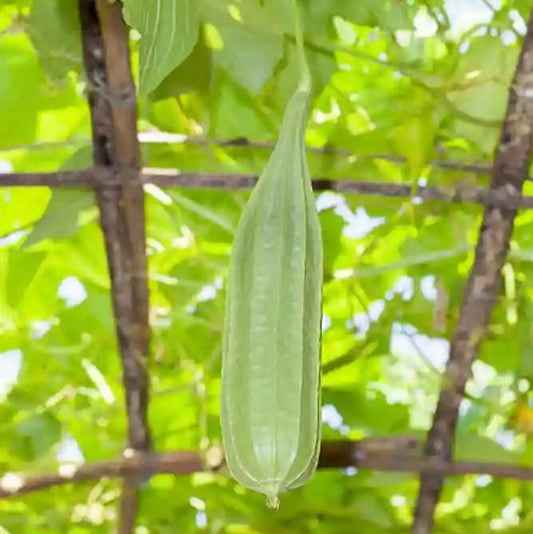 Ridge Gourd F1 Hybrid Dhari Tori Vegetable Seeds