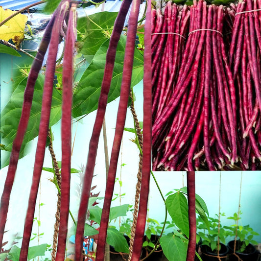 Lobia Scarlet Long-Red Cowpea Vegetable Seeds