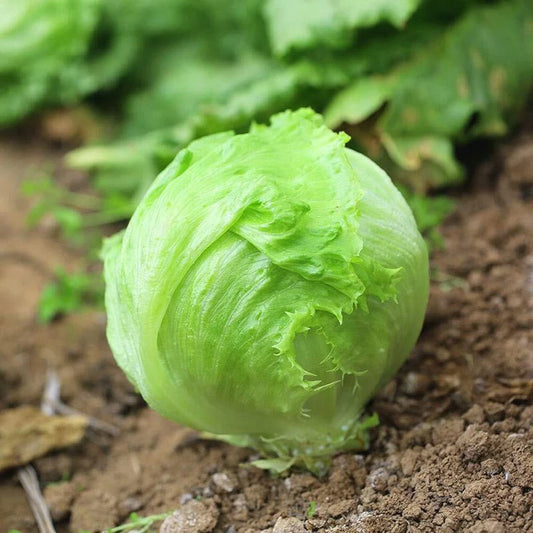 Crisp Head Great Lakes Lettuce & Green Microgreens Seed Salad Mix