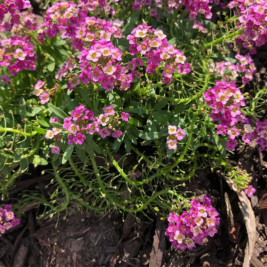 Alyssum Rosie-O-Day Seeds