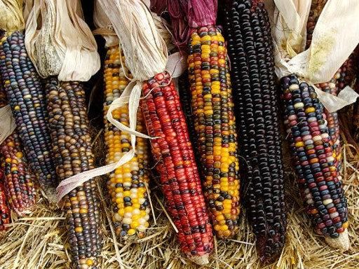 COLORED CORN "Ziermajs Amero" - Exotic Veg Seeds