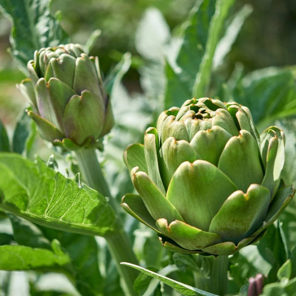 Fresh Artichoke - Green Globe Variety | Premium Quality & Flavorful Exotic Vegetable Seeds