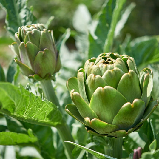 Fresh Artichoke - Green Globe Variety | Premium Quality & Flavorful Exotic Vegetable Seeds