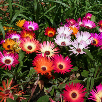 Mesembryanthemum Iceplant Mixed Seeds