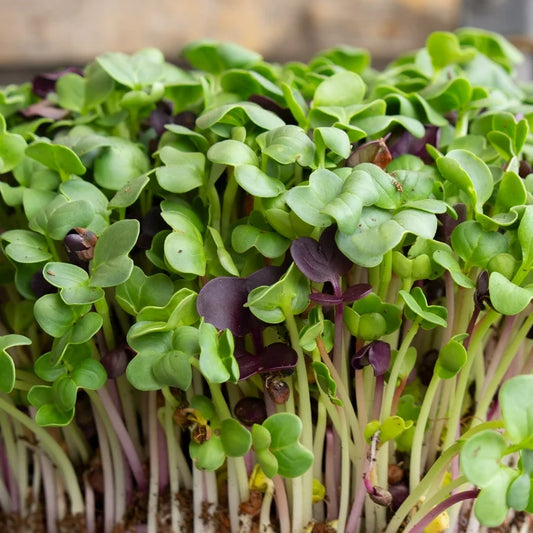 Radish Padra Leaf Microgreens Seeds