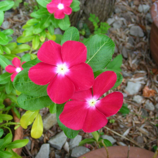 Vinca F1 Nana Rose Summer Flower Seeds