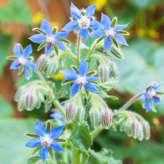 Borage Imported Microgreens Seeds