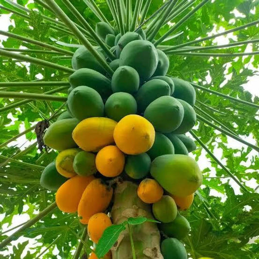 Papaya Shah Nanah Vegetable Seeds