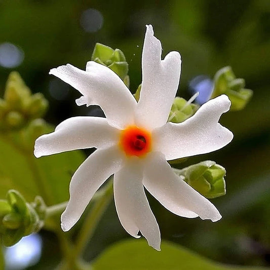 Night-Blooming Jasmine Herb Seeds