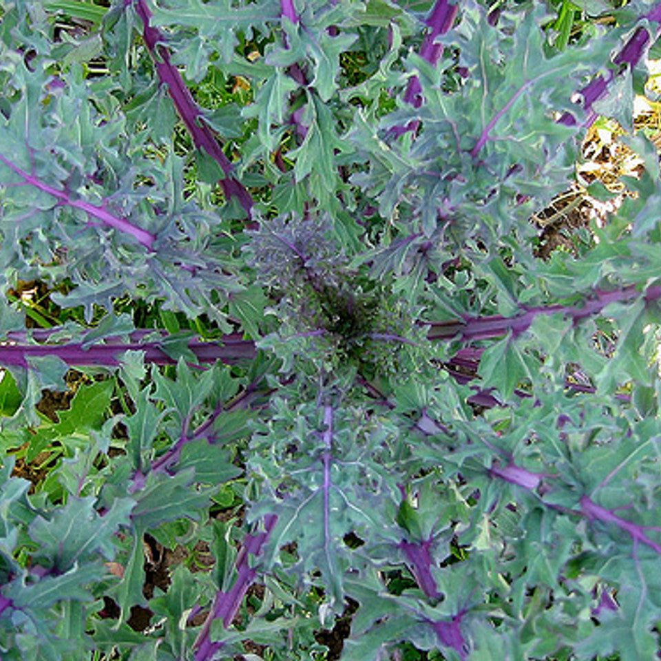 Red Russian Kale Collard Brassica Microgreens Seeds
