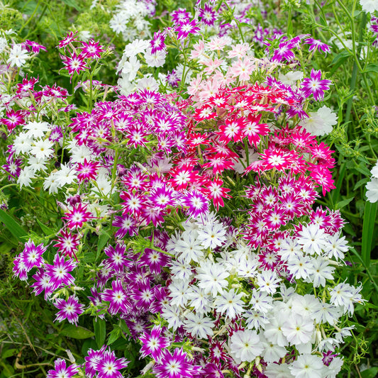 Phlox Twinkle Mixed Winter Flower Seeds