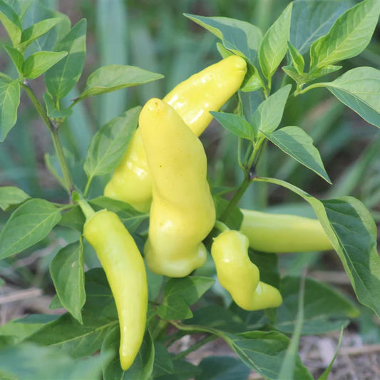 Sweet Hungarian Wax Pepper Vegetable Seeds