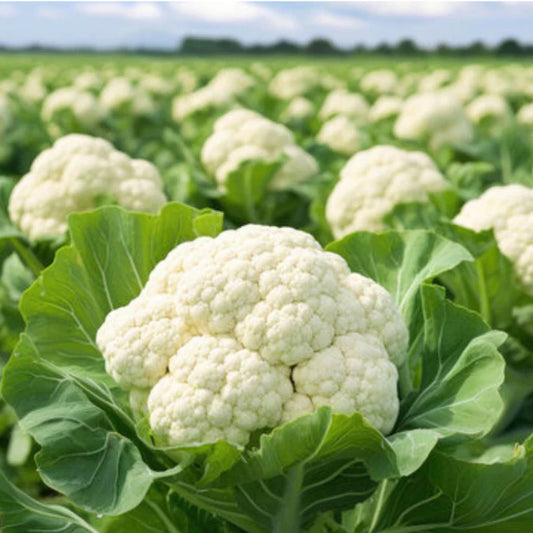 Cauliflower F1 Hybrid Him Daksh 65 Vegetable Seeds