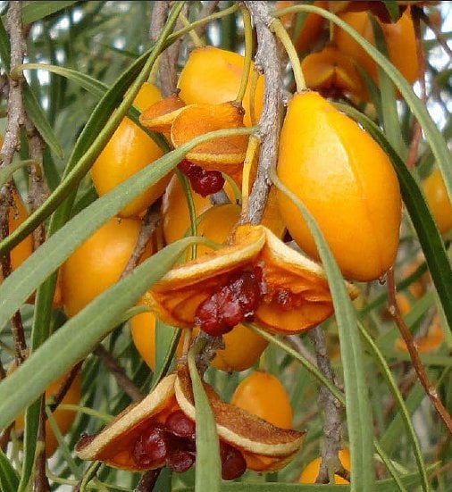 Gumbi Gumbi Seeds