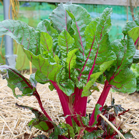 Red Imp Swiss Chard – Fresh and Vibrant, Perfect for Your Kitchen