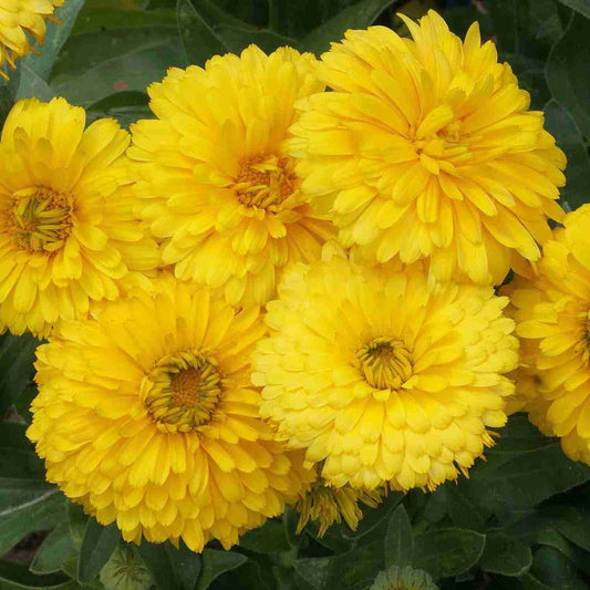 Calendula Yellow Flower Seeds