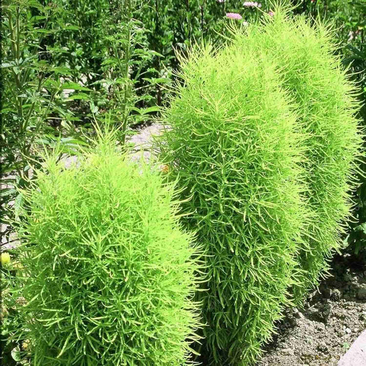 Kochia Burning Bush Seeds