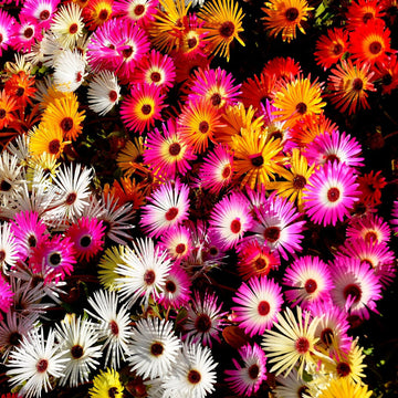 Mesembryanthemum Iceplant Mixed Seeds