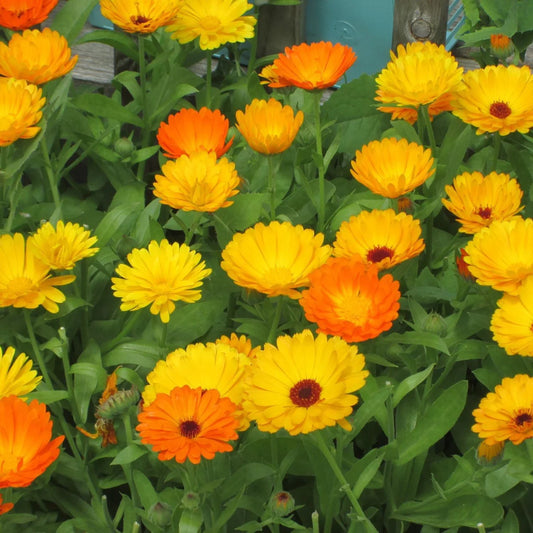 Calendula Bon Bon Mixed Flower Seeds