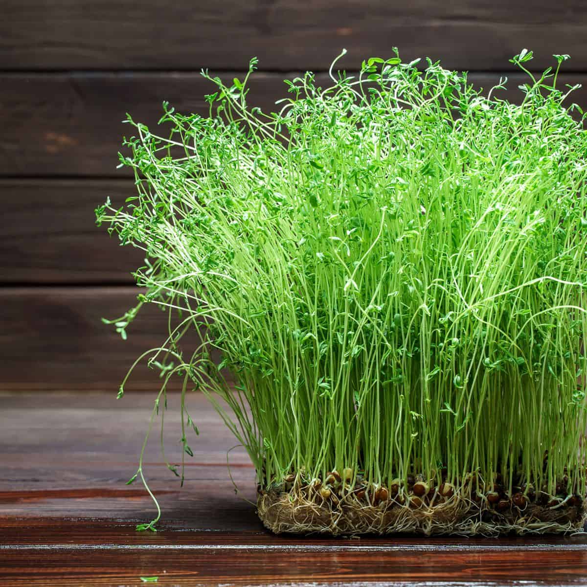 Onion Green Sprouts Microgreens Seeds