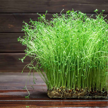 Onion Green Sprouts Microgreens Seeds