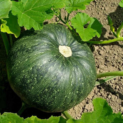 Pumpkin F1 Hybrid Bheena Vegetable Seeds