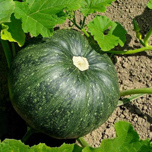 Pumpkin F1 Hybrid Bheena Vegetable Seeds