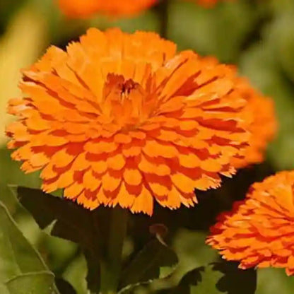 Calendula 'Flame' Winter Flower Seeds