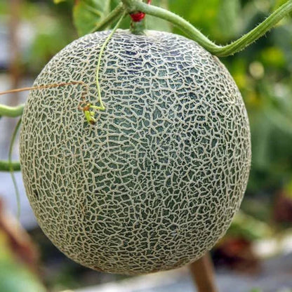 Muskmelon F1 Super Kajri Vegetable Seeds