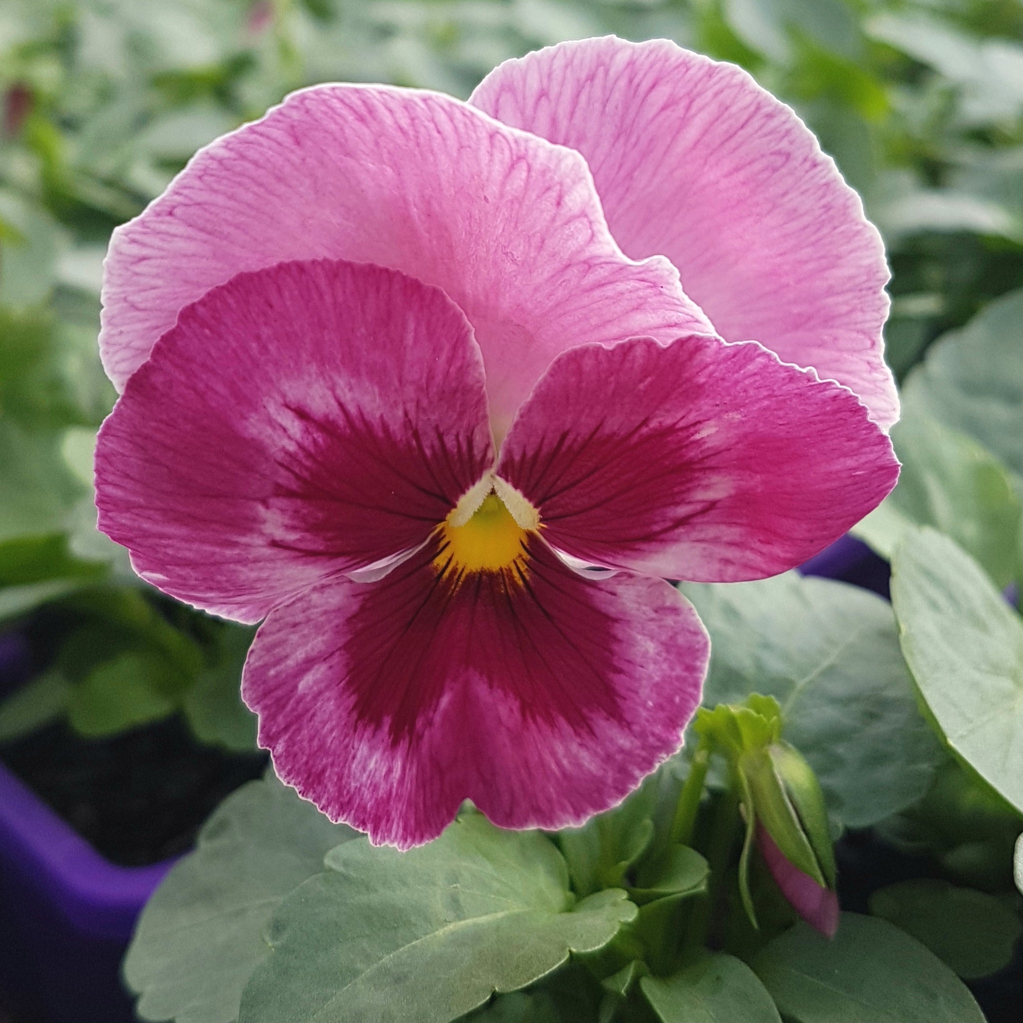 Pansy 'Sherret Pink' Winter Flower Seeds