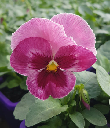 Pansy 'Sherret Pink' Winter Flower Seeds