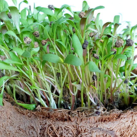 Spinach Microgreen Herb Seeds