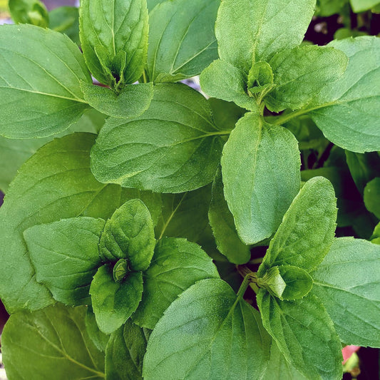 Basil Mint Basil Microgreens Seeds