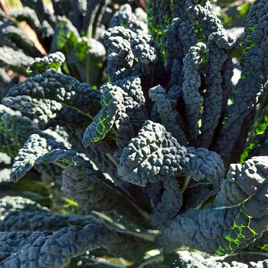 Collard Kale Brassica - Tuscan Leaf Microgreens Seeds