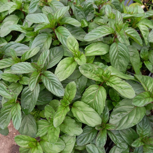 Basil Mint Basil Microgreens Seeds