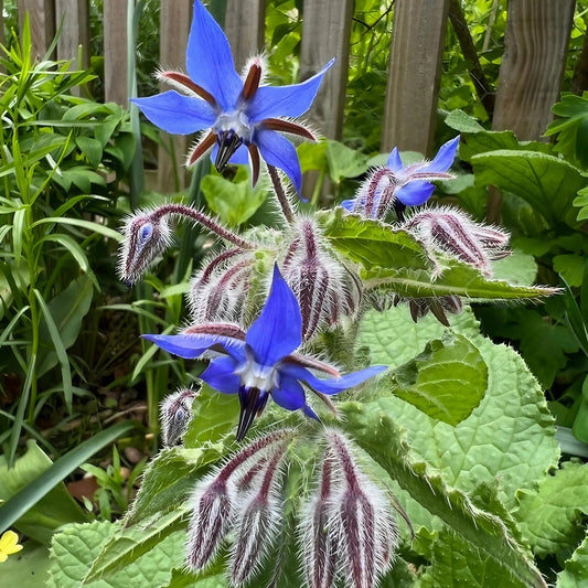 Borage Imported Herb Seeds