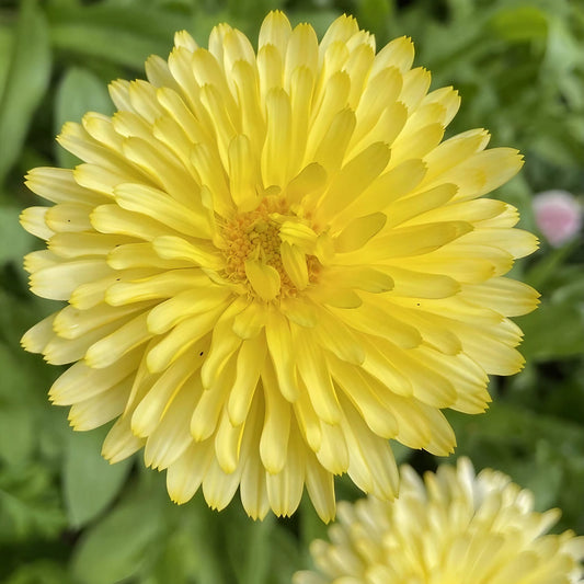 Calendula Cream Flower Seeds
