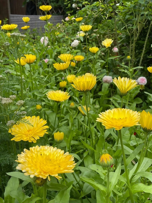 Calendula Cream Winter Flower Seeds