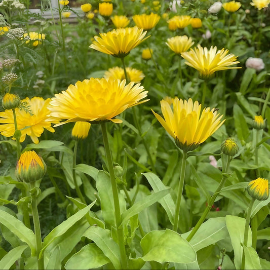 Calendula Cream Flower Seeds