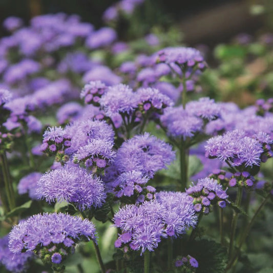 Ageratum F1 Harma Mixed Seeds