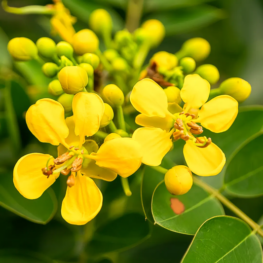 Cassia Siamea  Herb Seeds