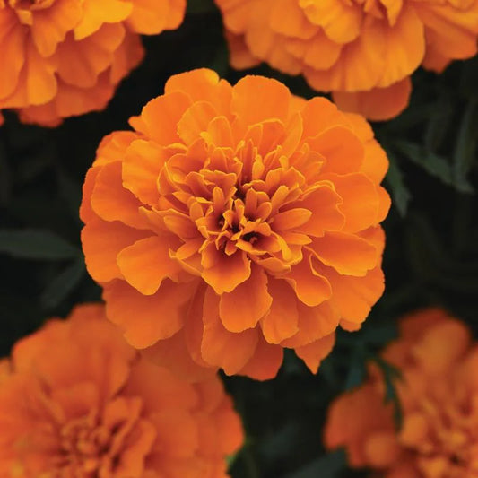 Stock Bonanza Mixed Winter Flower Seeds