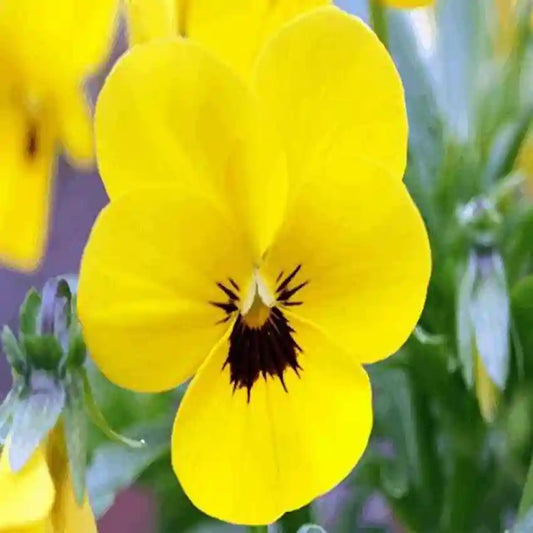 Pansy Aqua Lemon Winter Flower Seeds