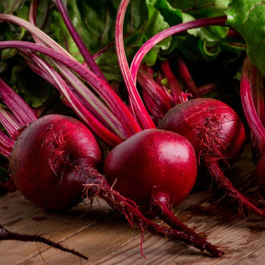 Beetroot Ruby Queen Vegetable Seeds