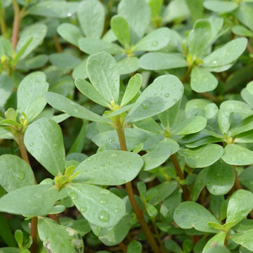 Kulfa Saag - Fresh Leafy Green Vegetable Seeds for Healthy Garden Growth