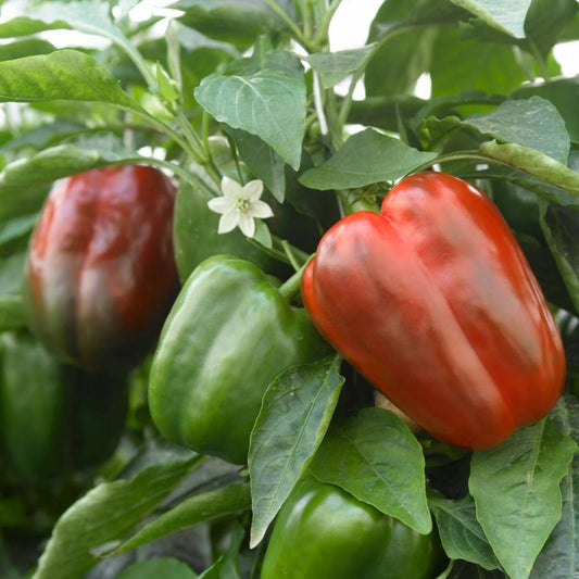 California Wonder Sweet Pepper Seeds