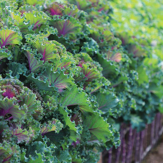 Fresh Kale Leaf (Brassica Oleracea) - Nutritious & Organic Greens Exotic Vegetable Seeds