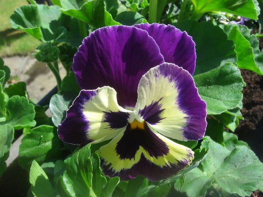 Pansy ‘Purple Smile’ Winter Flower Seeds