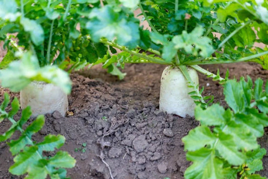 Radish Hybrid Vegetable Seeds